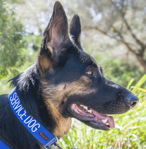 Service Dog Blue Color Coded S-M L-XL Buckle Dog Collar (Do Not Disturb) Prevents Accidents by Warning Others of Your Dog in Advance (S-M Collar 10-17" Lx1 W)