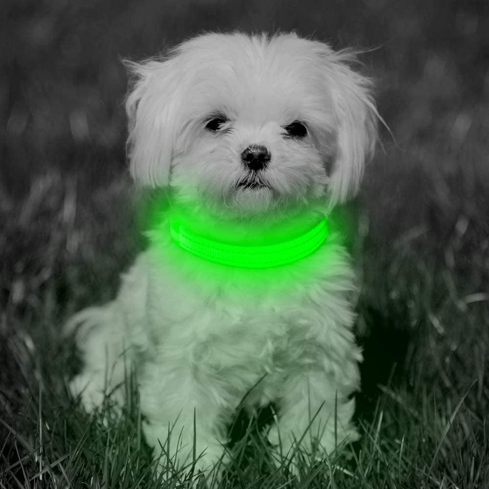 Light up Dog Collars - Rechargeable Glowing LED Dog Collar for Small Dogs & Cats (Green)