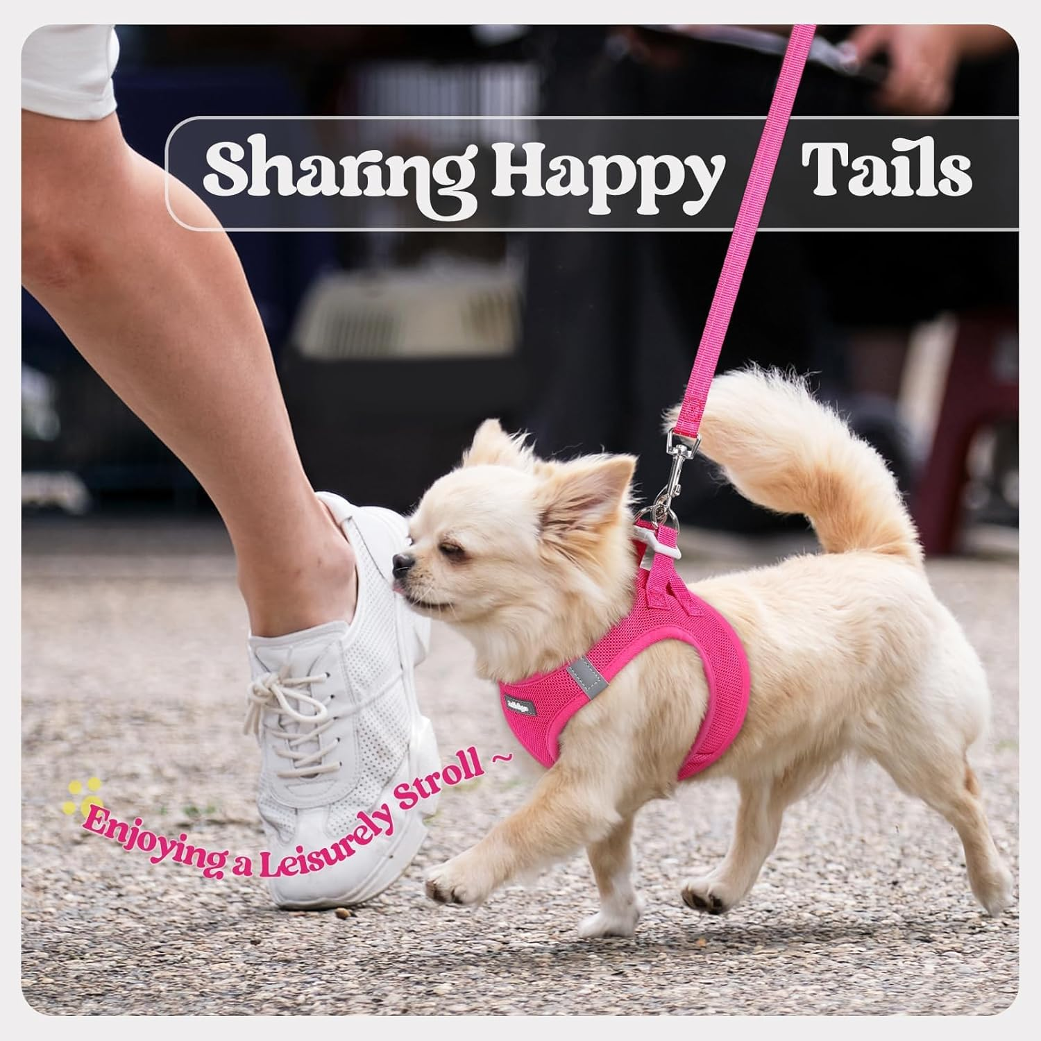 Dog Harness Small Sized and Leash Set Step in Soft Light Puppy Vest Breathable Mesh - Image 9