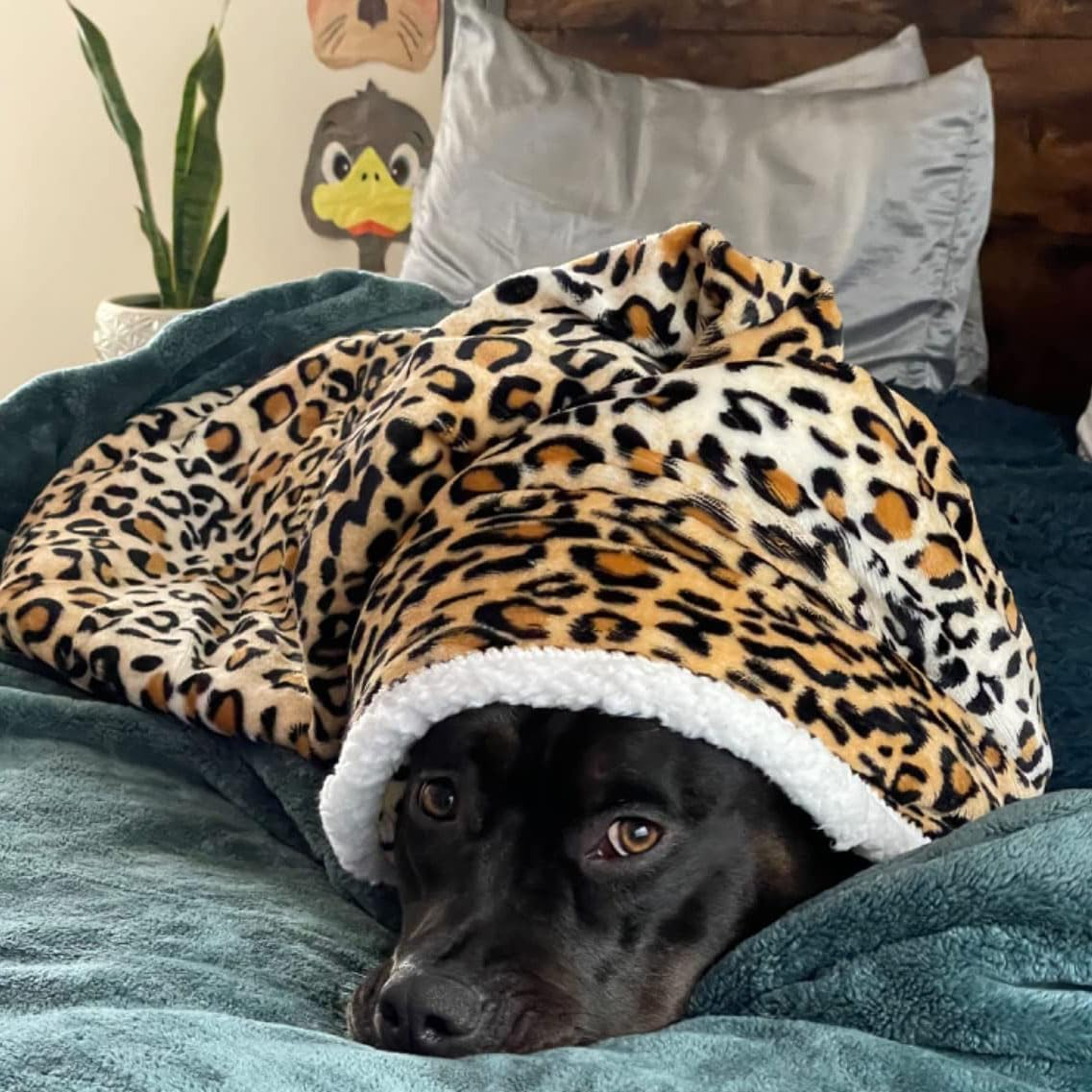 Leopard Print Dog Blankets for Large Dogs, Soft Fluffy Fleece Pet Blankets for Couch, Sofa, Dog Beds, Car Seats, Creat, Washable, 50X60 Inches - Image 2